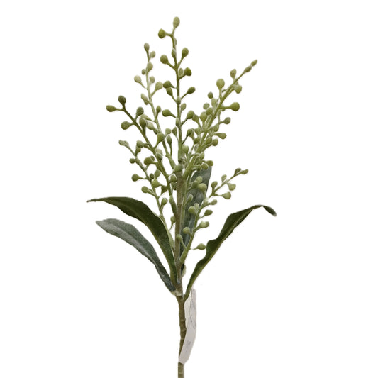 Coriaria