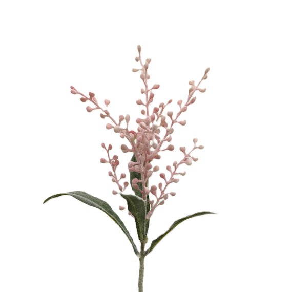 Coriaria