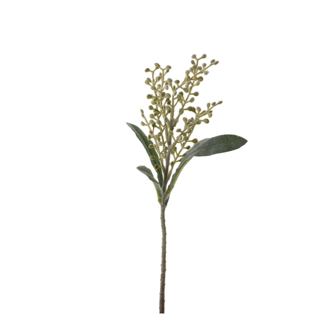 FS147 Cori Aria 15" PK 24