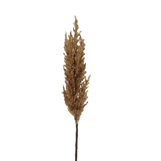 Pampasgrass