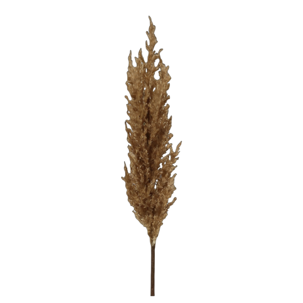 FS151 BR Pampas Grass 23" PK 12