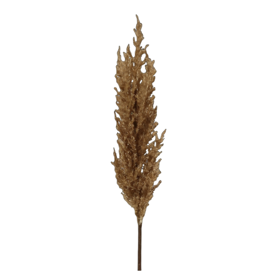 FS151 BR Pampas Grass 23" PK 12