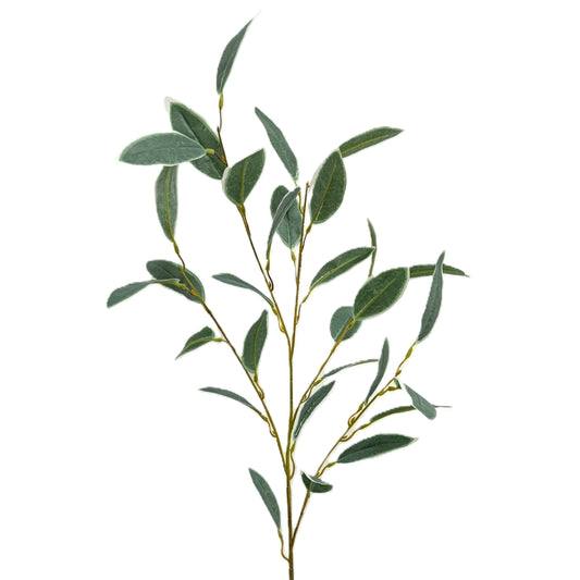 Ficus