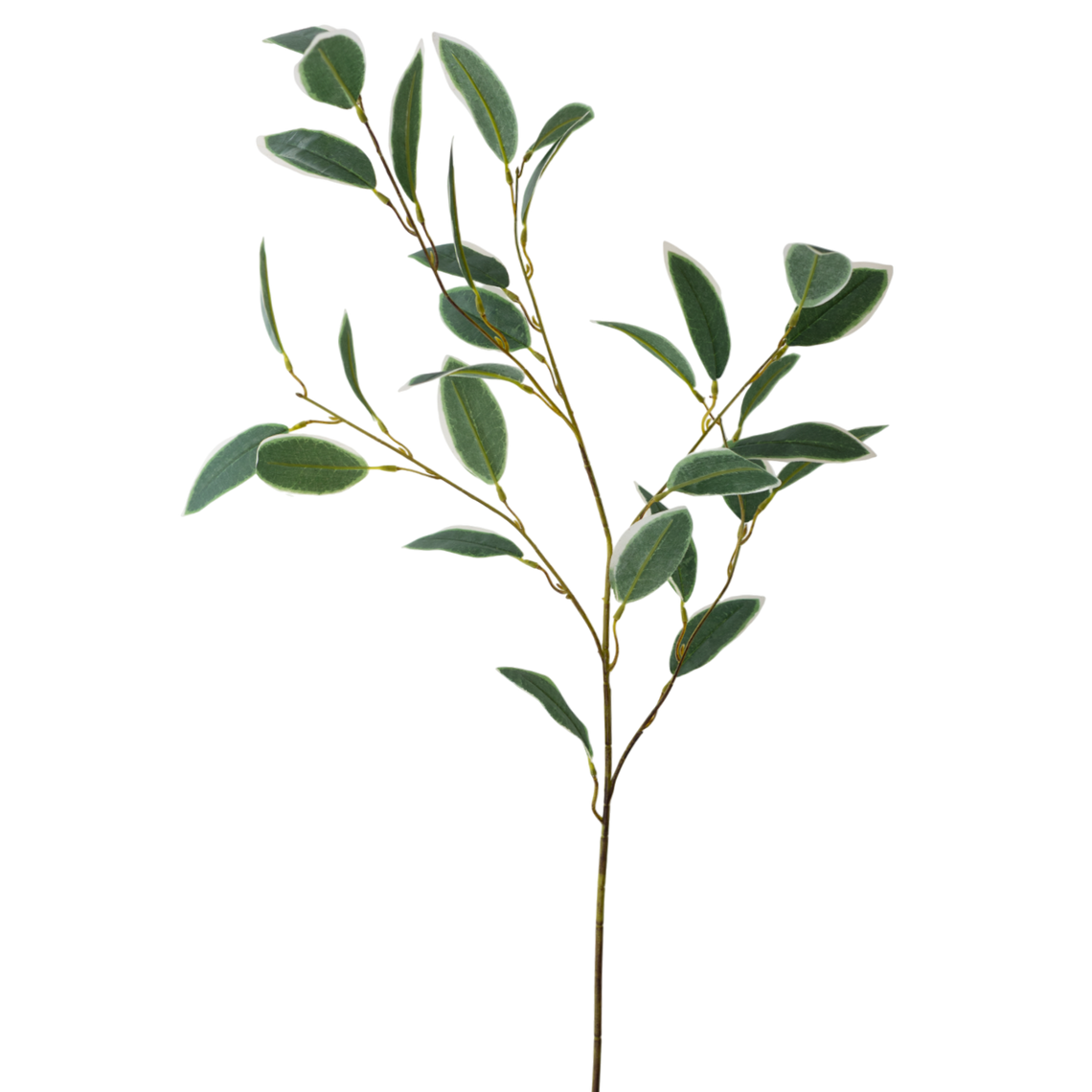 FS153 GR Ficus 35" PK 12