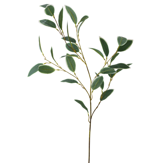 FS153 GR Ficus 35" PK 12