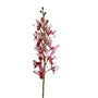Cymbidium Sinen