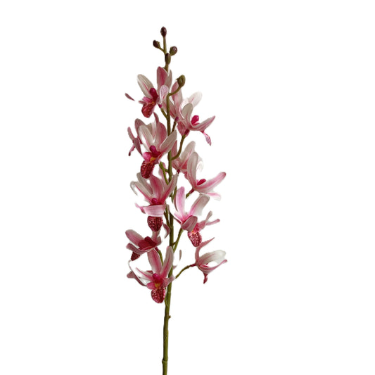 Cymbidium Sinen