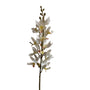 Cymbidium Sinen