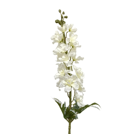 Delphinium