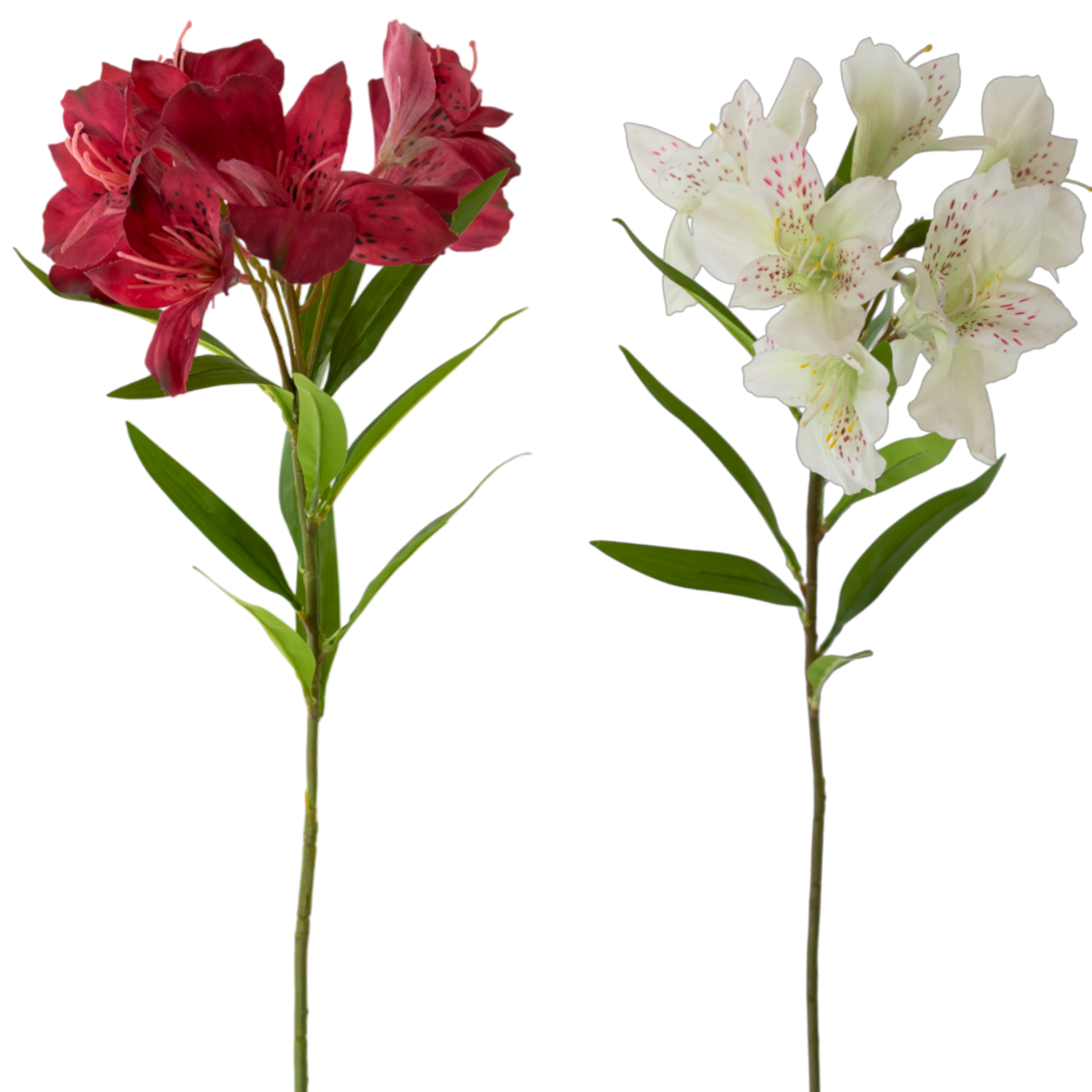 FS158 Azalea 28.5" PK 12