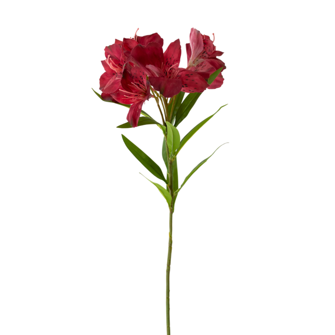 FS158 Azalea 28.5" PK 12