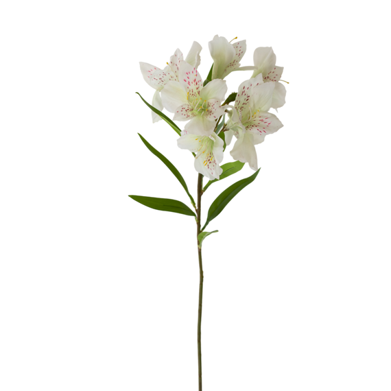 FS158 Azalea 28.5" PK 12