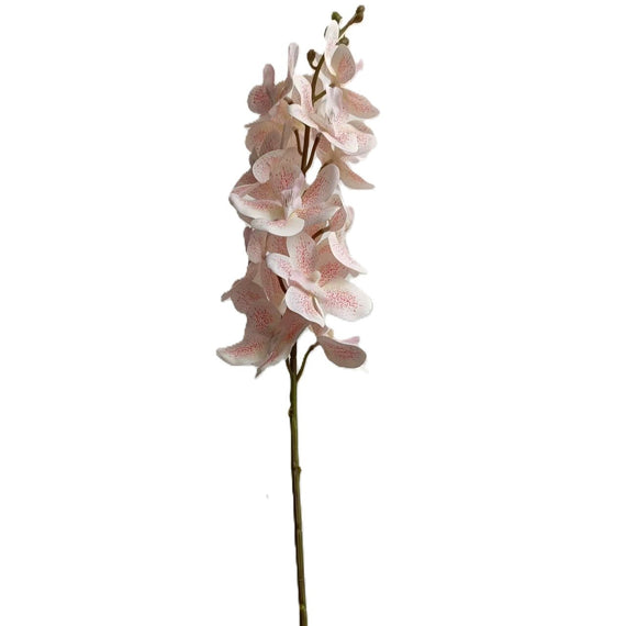 Ascocenda