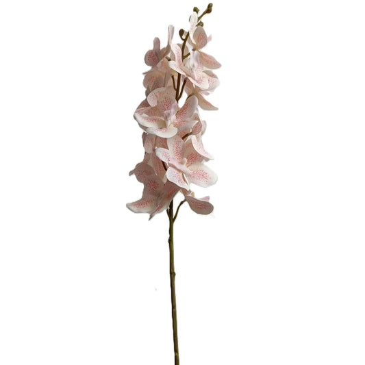 Ascocenda