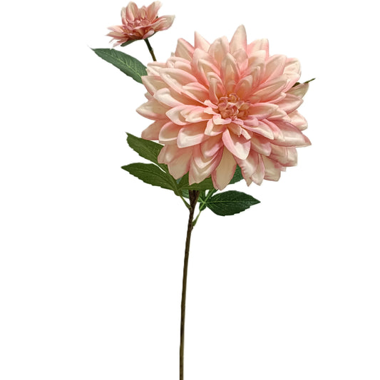 Dahlia