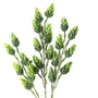 FS162 GR Hop Branch 24" PK 24