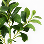 FS163 Peperomia Obtusifolia PK 24