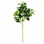 FS163 Peperomia Obtusifolia PK 24
