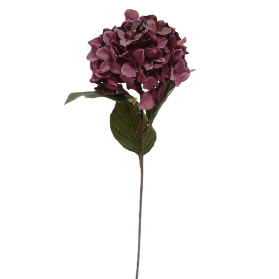 Hydrangea