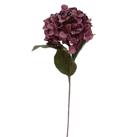 Hydrangea