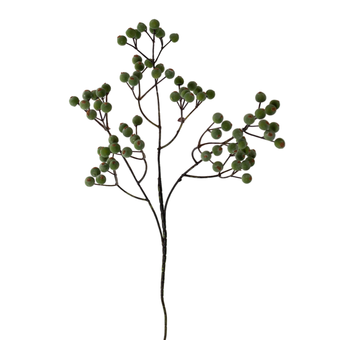 FS166 Berry 24" PK 24