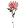 Chrysanthemum
