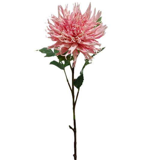 Chrysanthemum