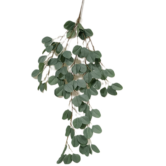 Eucalyptus