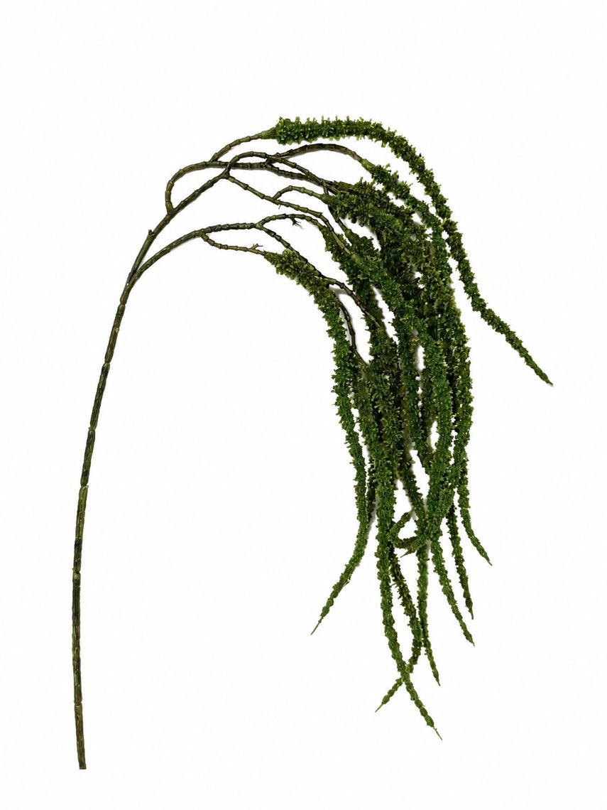 FS173 GR Amaranthus 21" PK12