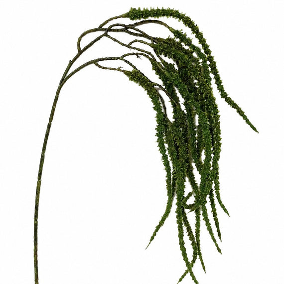 FS173 GR Amaranthus 21" PK12