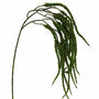 FS173 GR Amaranthus 21" PK12