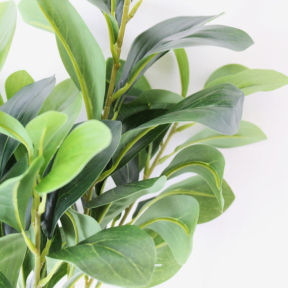 FS177 Peperomia PK 12