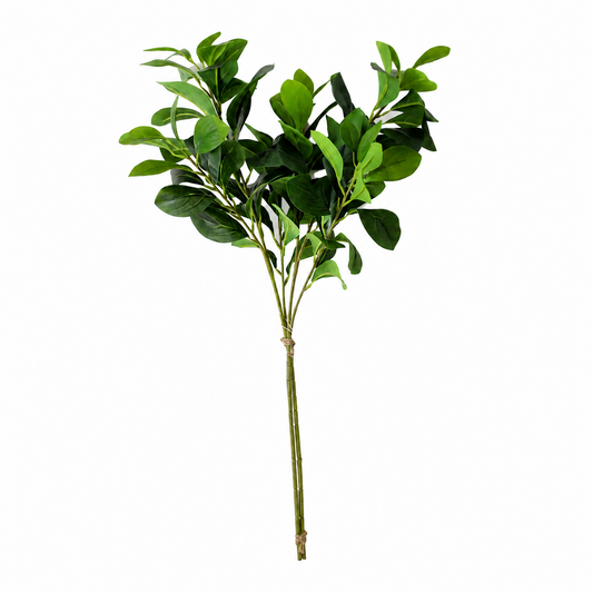 FS177 Peperomia PK 12