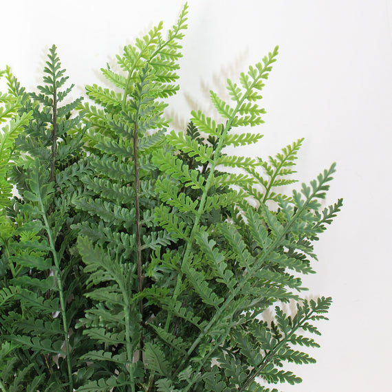 FS186 Fern 24" x7  PK 6