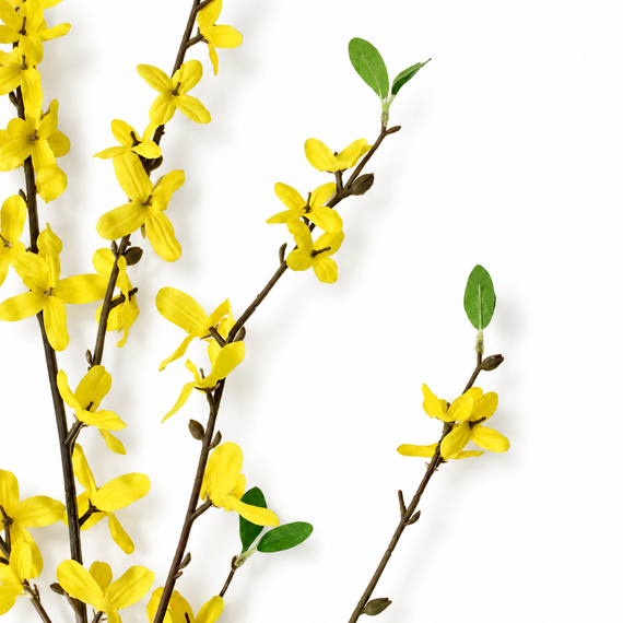 FS193 Winter Jasmine 40" PK 12