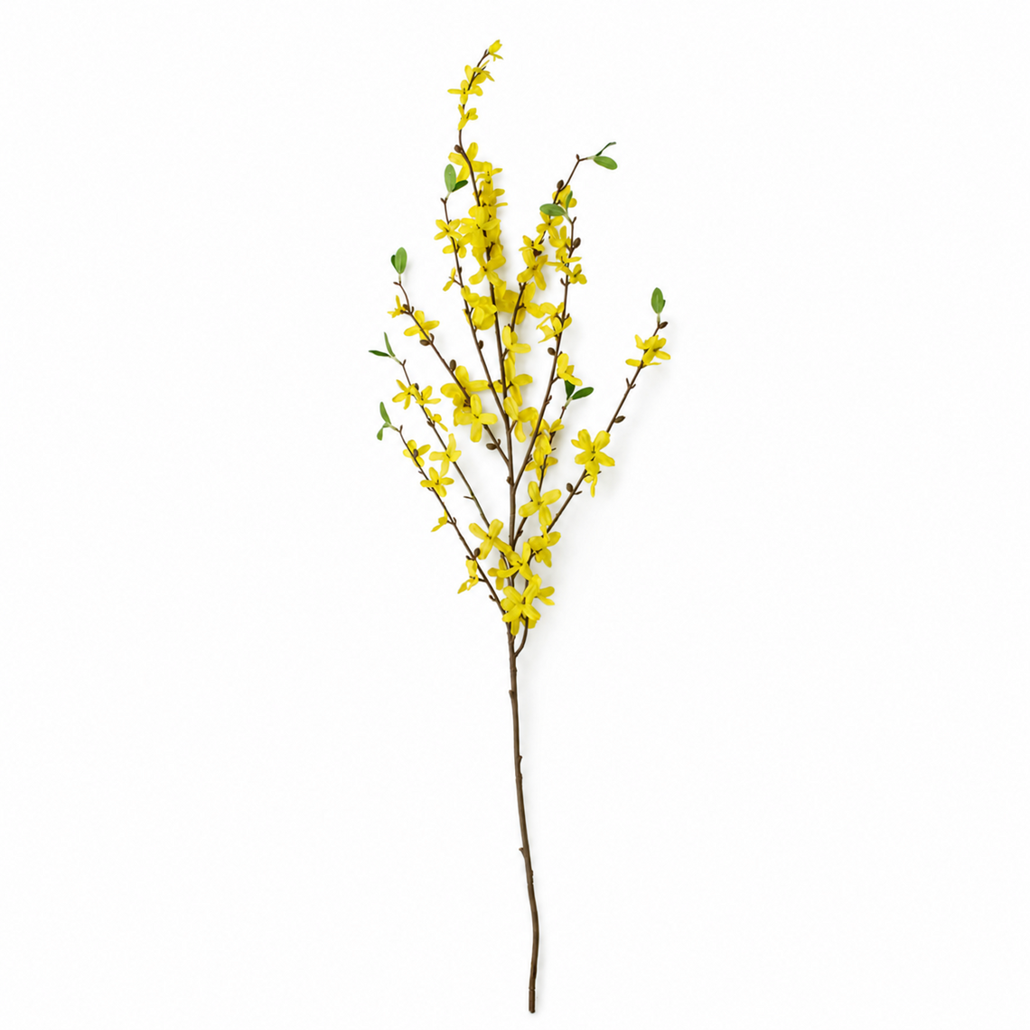 FS193 Winter Jasmine 40" PK 12