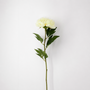 FS195 YE PEONY 28" PK 12