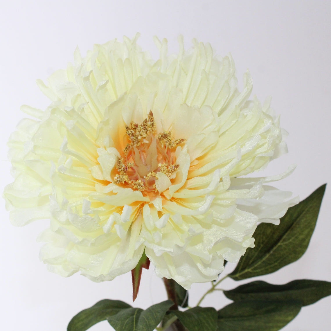 FS195 YE PEONY 28" PK 12