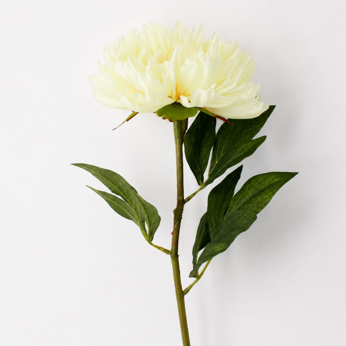 FS195 YE PEONY 28" PK 12