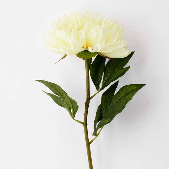 FS195 YE PEONY 28" PK 12