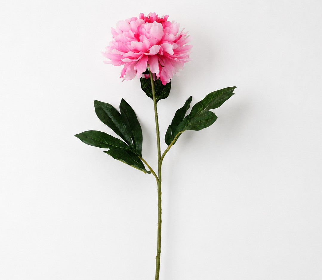 FS196 PI PEONY 31" PK 24