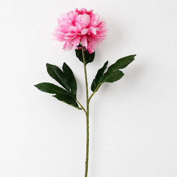 FS196 PI PEONY 31" PK 24
