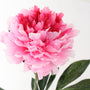 FS196 PI PEONY 31" PK 24