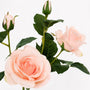 FS198 Rose 38" PK 12