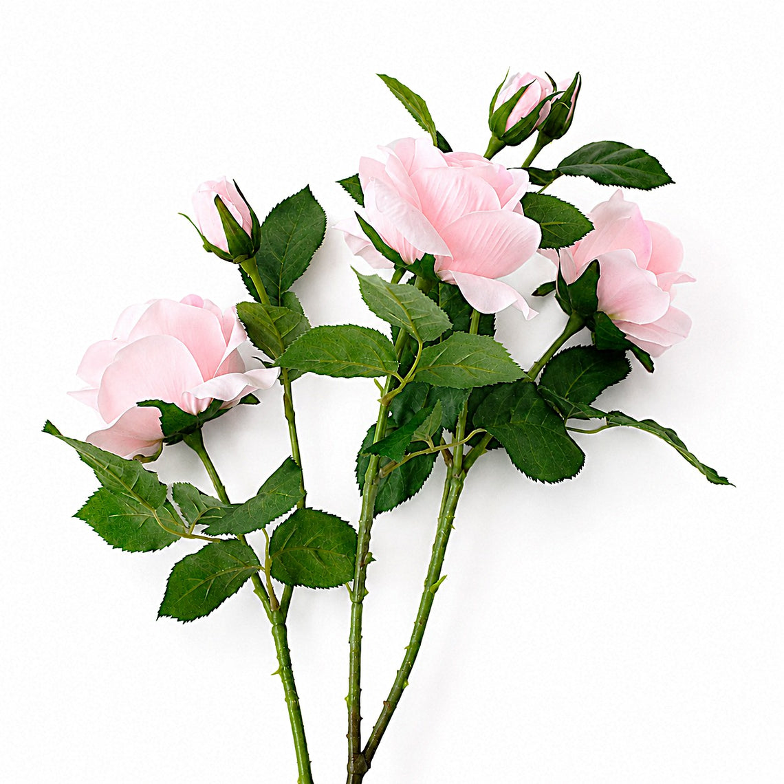 FS198 Rose 38" PK 12