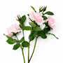 FS198 Rose 38" PK 12