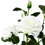 FS198 Rose 38" PK 12