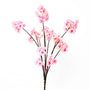 FS199 Cherry Blossom 46" PK 12