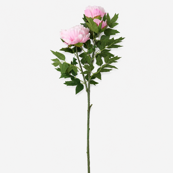 FS200 LT PI PEONY 34" PK 12
