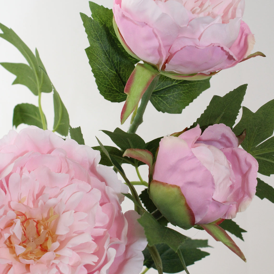 FS200 LT PI PEONY 34" PK 12